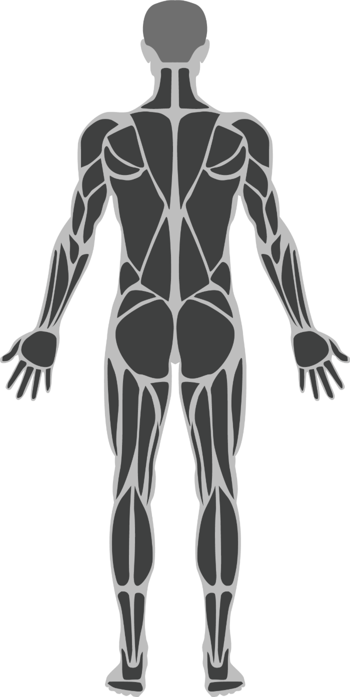 Posterior