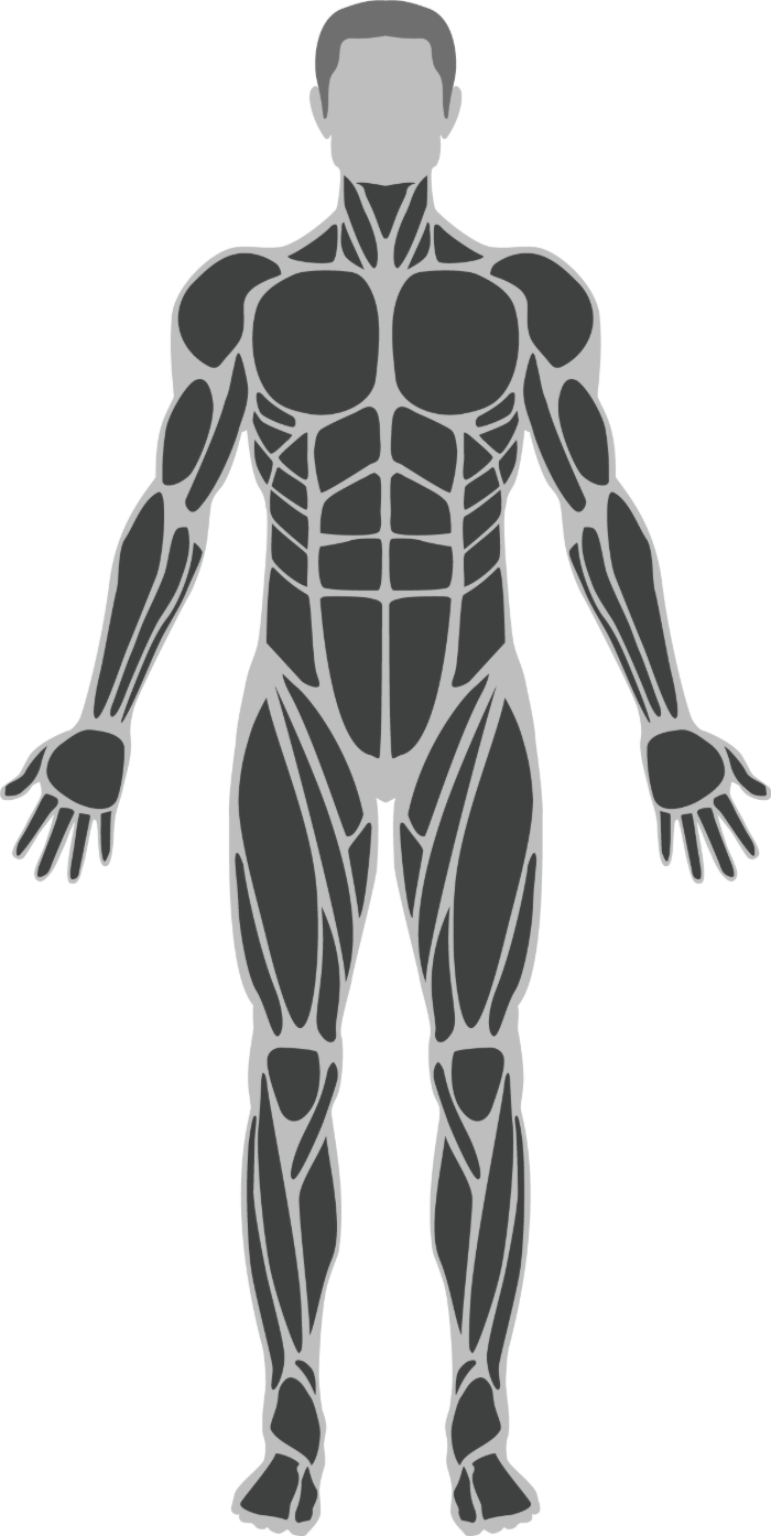 Anterior